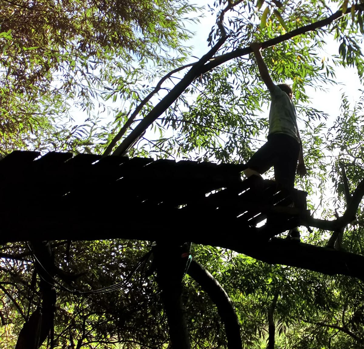 Tree Climbing Silhouette